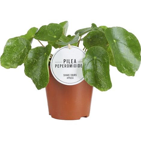 Pilea Sugar Plante d'Intérieur Décorative en Pot Ø13 cm Hauteur 20 cm - Idéal Salon et Bureau - PANGIVO