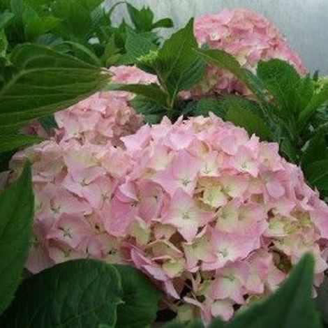 Hortensia 'King George Vii' - 25-30 cm pot