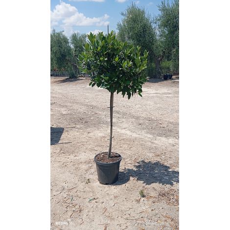 LAURUS NOBILIS ALB.30 1/2 FUSTO Lt.15
