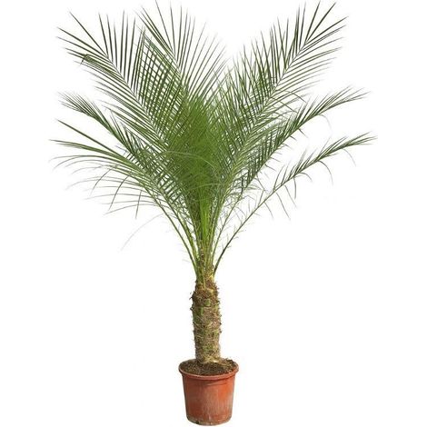 Phoenix Roebelenii Palmier Dattier Nain sur Tronc Plante Naturelle Hauteur 190 cm - PANGIVO