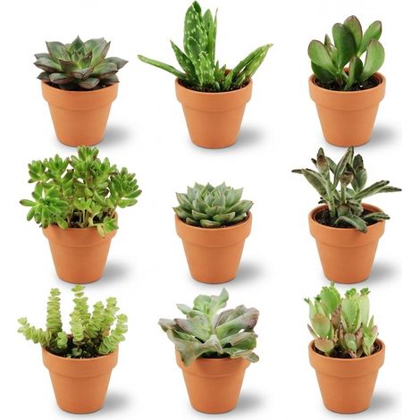 Lot de 9 Mini Succulentes Variées en Pots en Terre Cuite Ø 8,1 cm Hauteur 5-10 cm - PANGIVO (1/4)
