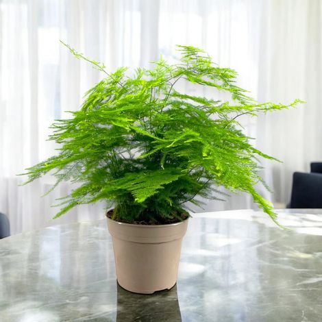 Gardenaria Asparagus setaceus 'Plumosus' - Pianta da interno ornamentale - Altezza: 45 cm (vaso 15) (1/4)