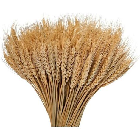 Bouquet de blé séché - - - 100 pièces - 40 cm - Tiges flexibles (1/3)