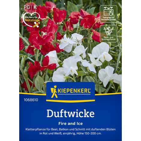 Kiepenkerl Blumensamen Duftwicke Fire and Ice für ca. 25 Pflanzen