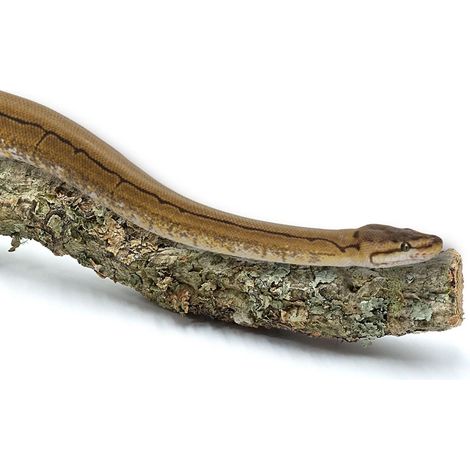 Rama de alcornoque BioBranch de 60 cm, recta o ramificada