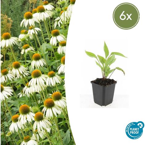Lot de 6 Echinacea Purpurea White Swan Rudbeckie Blanche pour Jardin Hauteur 10-25 cm Ø 9 cm - PANGIVO (1/5)