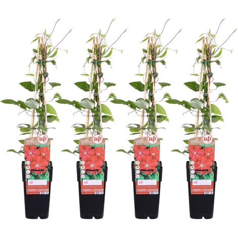 Clématite Rouge Cardinal Lot de 4 Plantes Grimpantes à Grandes Fleurs Rouges H65cm Pot Ø15cm - PANGIVO (1/2)