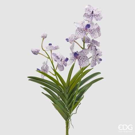 EDG Orchidea Vanda Ramo 2 Fiori Con Foglie H 60