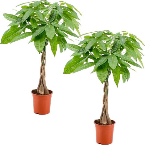 Bloomique - Lot de 2 - Pachira Aquatica - Arbre à monnaie - Cacaoyer d’eau - Plantes d’intérieur - Dépolluante - Entretien facile - Hauteur 60-70 cm - Pot 17 cm
