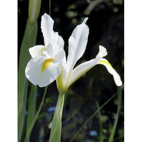 Iris de Hollande 'White Excelsior' Bulbe calibre 8+ (par 15) (1/3)