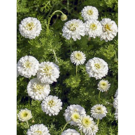 Camomille romaine 'Flore Pleno' Godet de 8/9 cm