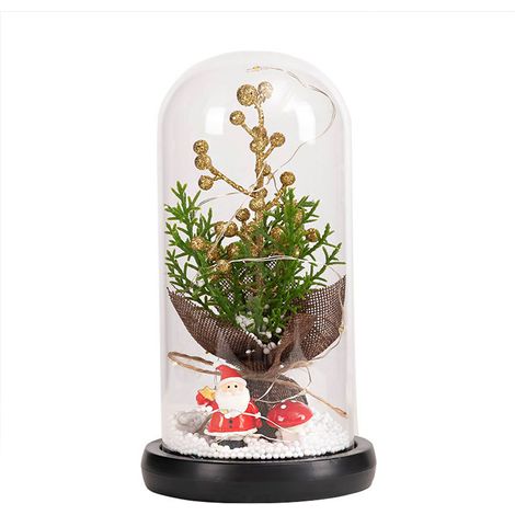 Plantes de Noël sous cloche en verre, décorations de Noël, branche de pin illuminée sous cloche en verre (1/5)