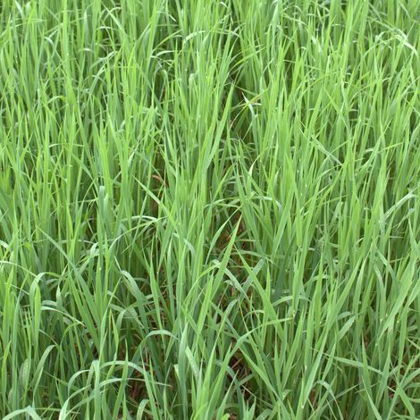 Sandhafer Avena strigosa Rauhafer 25 kg Gründüngung Gründünger bei Obstbau