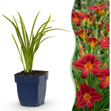 Hémérocalle Autumn Red Plante Vivace Mellifère Fleurs Rouge Foncé Lot de 24 Plants Pot 11 cm - PANGIVO