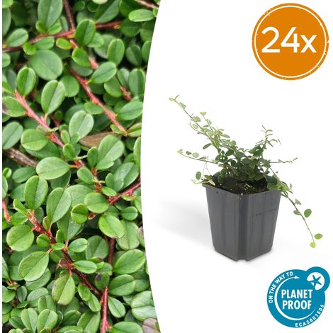 Lot de 24 Cotoneaster 'Streib's Findling' Plante Couvre-sol Vigoureuse 10-25 cm Pot Ø 9 cm - PANGIVO (1/5)