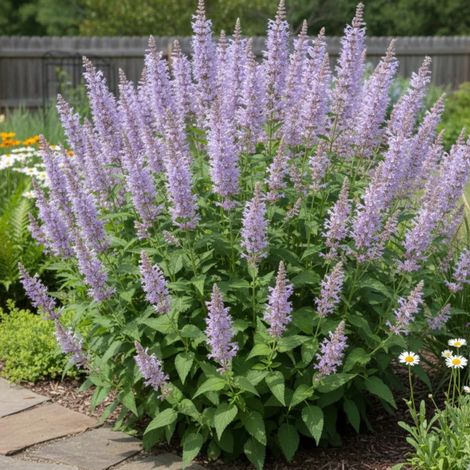 Agastache Serpentine/Lot de 5 godets