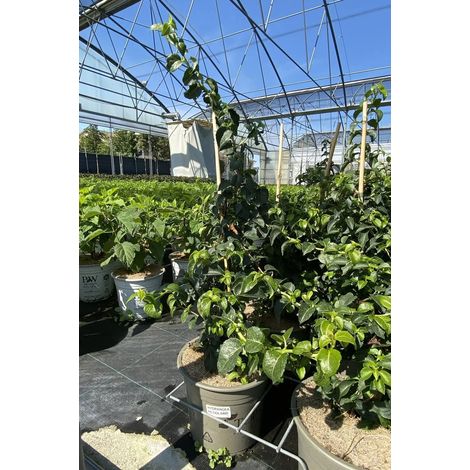 Gardenaria Ortensia Rampicante - Hydrangea anomala subsp. petiolaris - Pianta rampicante ornamentale da esterno - Altezza: 30/40 cm (vaso19)