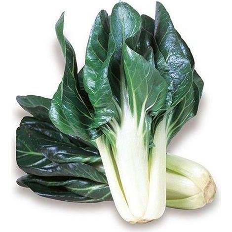 Semi di bietola verde costa larga argentata 3 piante per orto e giardino