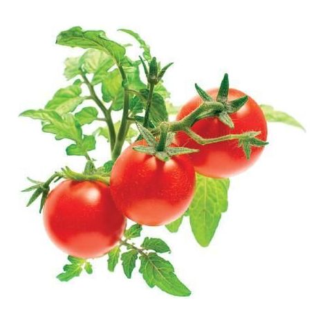 EMSA CLICK & GROW TOMATE CERISE (M5260500) CLICK AND GROW (1/2)