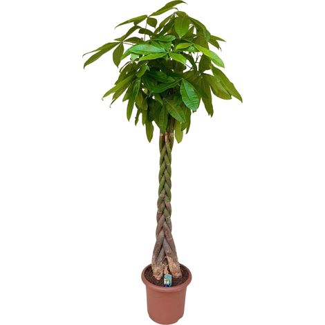 Pachira aquatica Arbre à Monnaie Plante d'Intérieur Naturelle pour Salon et Bureau 210 cm - PANGIVO