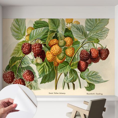 Fotomurale adesivo - murale da parete - Carta da parati autoadesiva - design parete moderno - Lamponi classici 152x104 cm (1/5)