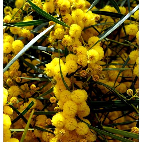 Semillas de Mimosa Dorada de Sidney. Acacia Logifolia. 5 Gramos