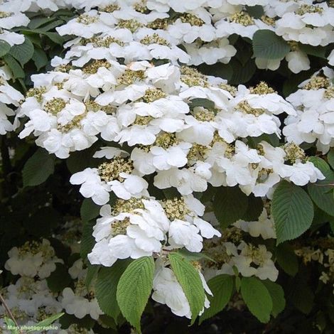 Viorne de Chine  - Viburnum plicatum 'Lanarth'  - 40-60 cm pot