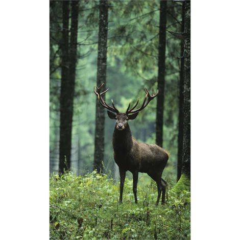 Panneau mural douche en alu-composite VIPANEL - Inspiration Nature Décor Cerf Dans la Forêt - Finition Brillant - 150x255cm (1/5)