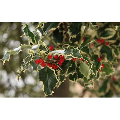 Ilex Aquifolium Argenteomarginata (agrifoglio variegato) vaso 18cm