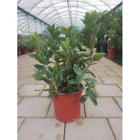 Arbutus Unedo v17 h50-60 cm (1/3)