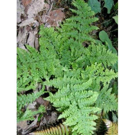 Polystic dilaté 'Crispa Whiteside'