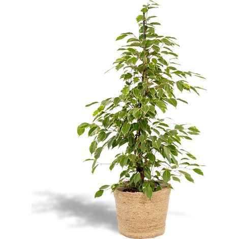 Ficus benjamina Goldenking - Plante Verte d'Intérieur avec Panier Selin - Ø21 cm - 95 cm - PANGIVO (1/5)