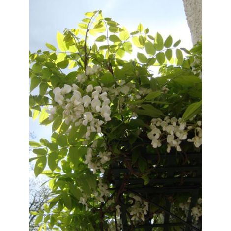Glycine venusta Pot de 2L/3L, Plant greffé de + de 18 mois (1/2)
