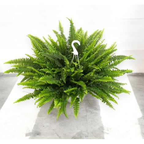 Gardenaria Nephrolepis exaltata 'Sonata' - Pianta da interno ornamentale - Altezza: 55 cm (vaso 19) (1/5)