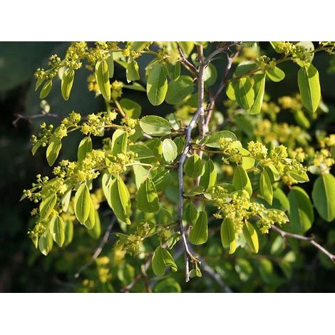 Paliurus aculeatus - marruca - alveolo forestale (1/2)