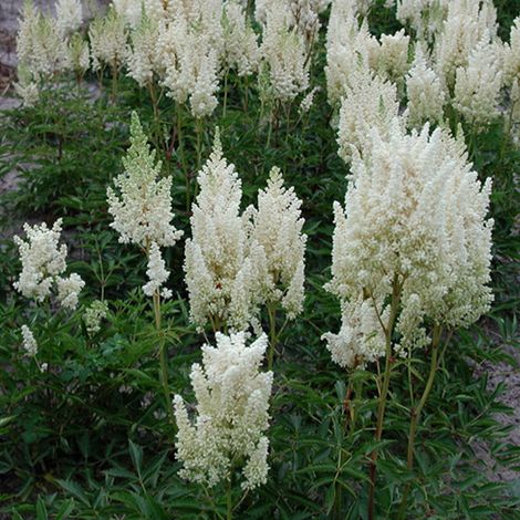 4 x Astilbe d'Arends 'Weisse Gloria' - godet 9x9 cm (1/5)