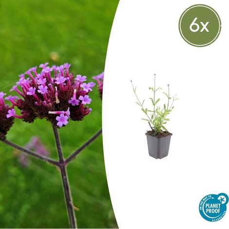 Lot de 6 Verveine de Buenos Aires 'Lollipop' Plantes Vivaces Violettes 10-25 cm Pot Ø9 cm - PANGIVO (1/5)