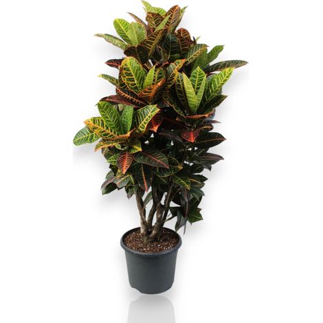 Gardenaria Codiaeum variegatum 'Petra' - Pianta da interno ornamentale - Altezza: 50 cm (vaso 17) (1/5)