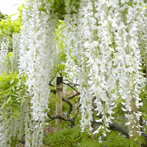Glycine Japonaise 'Shiro-Noda' - 50-60 cm pot