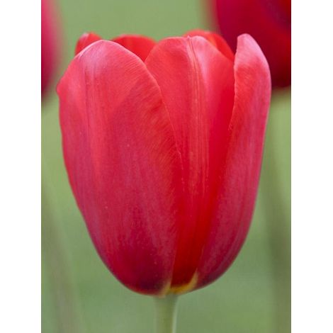 Tulipe 'Sky High Scarlet' Bulbe calibre 11+ (par 10) (1/2)