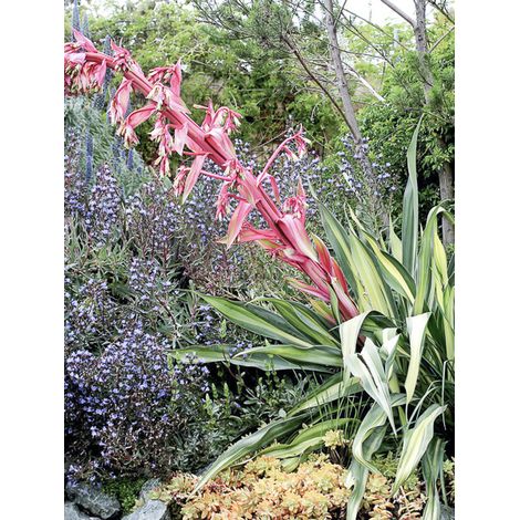 Lis du Mexique 'Flamingo Glow Reality' Pot de 3L/4L (1/2)