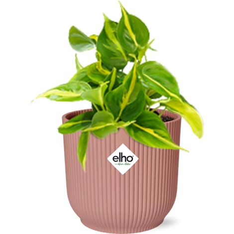 Philodendron Scandens ‘Brasil’ Plante Verte d'Intérieur avec Pot 14 cm Rose - PANGIVO (1/5)
