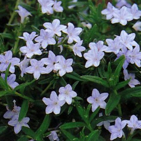 4 x Grémil  - Lithodora diffusa 'Cambridge Blue'  - godet 9x9 cm