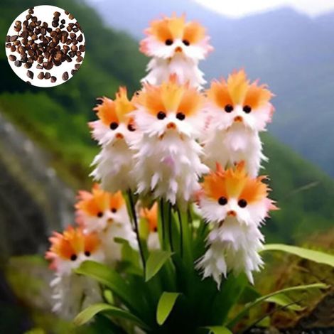 150 graines d'orchidée chat rare, vivaces sans OGM, idéales pour les jardins, balcons et pots de fleurs (A) (1/5)