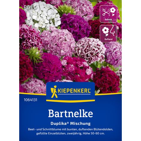 Kiepenkerl Blumensamen Bartnelke Mischung für ca. 60 Pflanzen (1/2)