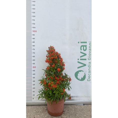 PIANTA DI PIRACANTA A PIRAMIDE ALTEZZA 60/80 CM (FOTO REALI) PYRACANTHA IN VASO
