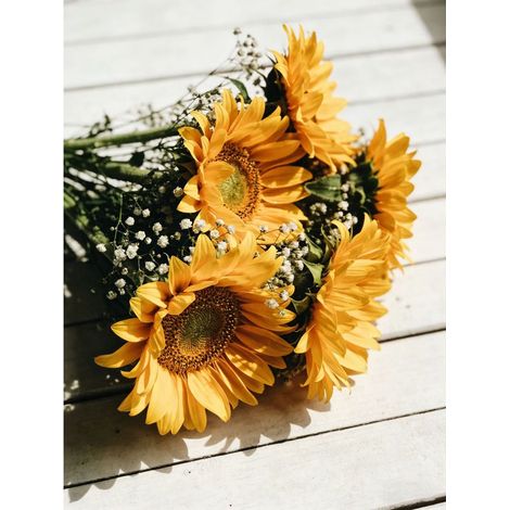 Duo soleil – Tournesol jaune + Gypsophile blanche – 1500 graines chacun – Jardin joyeux, balcon (1/5)