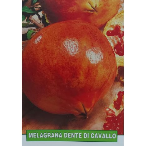 Melograno - pianta di 3 anni