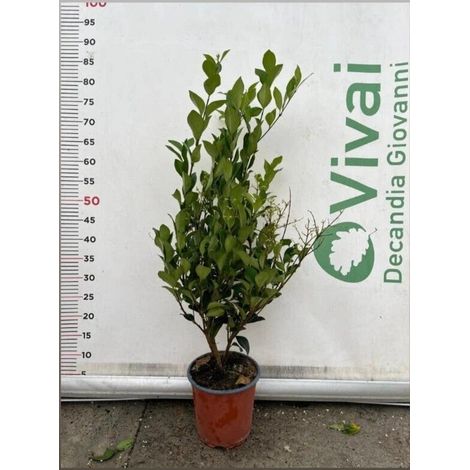PIANTA DI LIGUSTRO TEXANUM A CESPUGLIO V. 17 CM   (foto reale) LIGUSTRUM