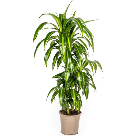 Dracaena Deremensis Hawaiian Sunshine Plante d'Intérieur Tropicale Ø21 cm Hauteur 90-110 cm - PANGIVO